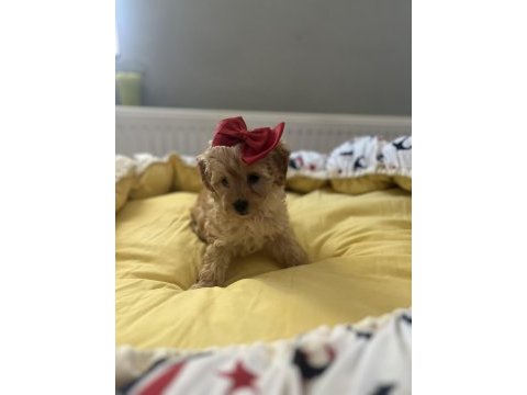 Güzel bebeğimiz maltipoo