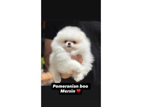 Pomeranian boo yavrular