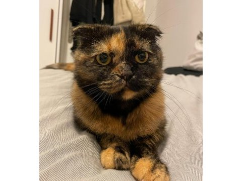 3 yaşında scottish fold kızımız ücretsiz