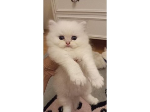 British longhair pamuk bebişe yuva arıyorum