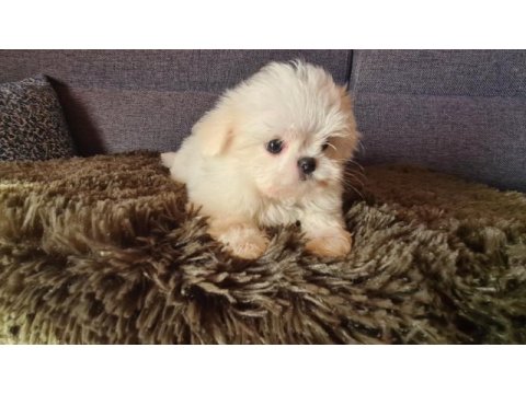 2.5 aylık orijinal kore maltese
