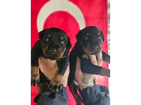 Fcı şecereli king doberman yavrular