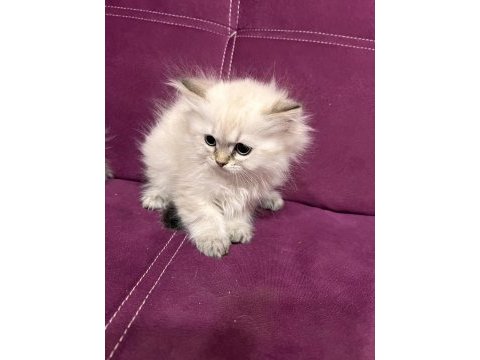 Maviş gözlü yavru kedilerimiz sizleri bekliyor
