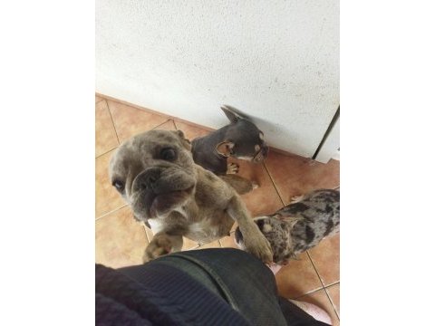 Ücretsiz sahiplendirme french bulldog