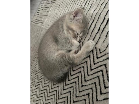 56 günlük british shorthair çok uysal