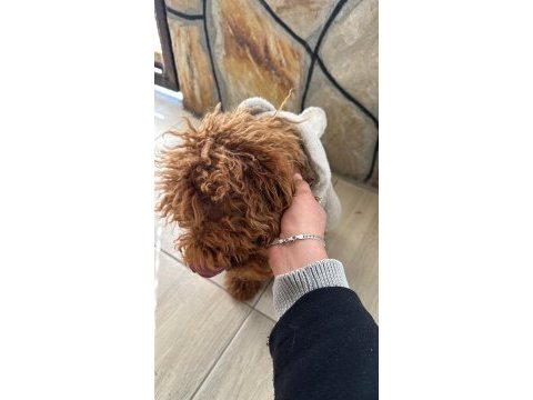 Toy poodle 6 aylık