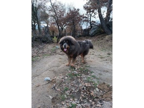 Dünyanın en değerli köpeği tibet mastifi