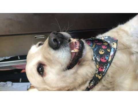 Şila yeni yuvasını arıyor golden retriever