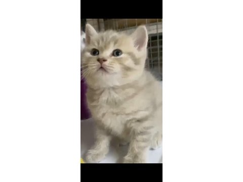 Sevimli british shorthair yavrular