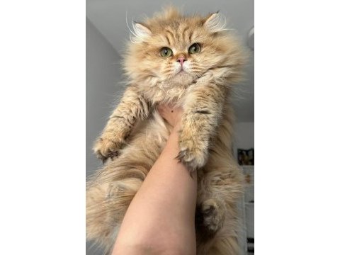 British longhair (blh) by 11 erkek
