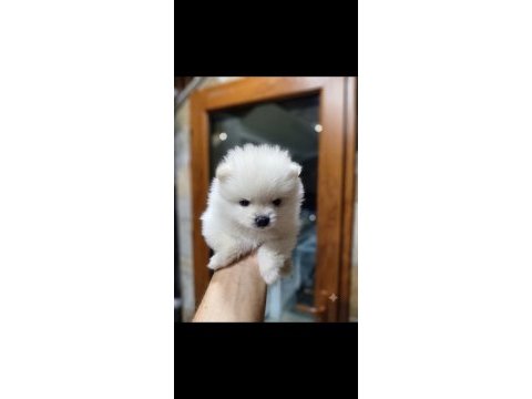 Evimizin kızının pomeranian bebekleri