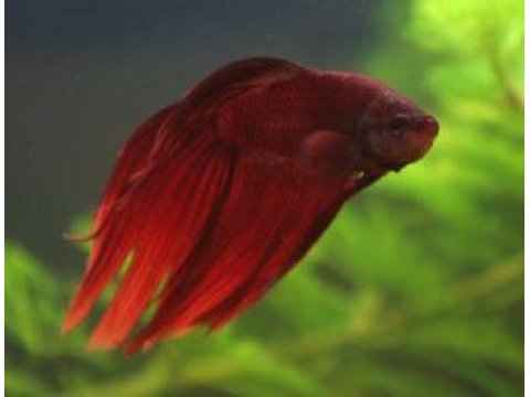 Rengarenk grand betta balıkları adana