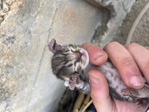 Sahiplendirilmek üzere 4 yavru kedim