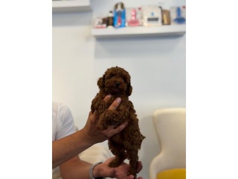 Kore toy poodle bebekler sahibini bekliyor