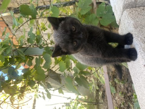 British shorthair kedisi