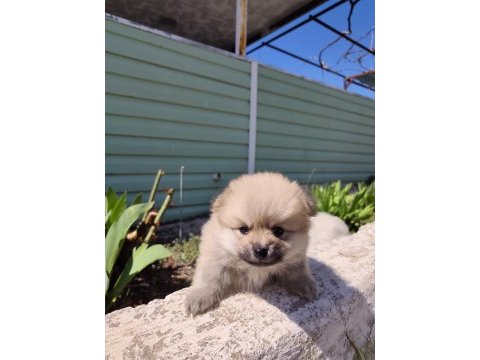 Kaliteli pomeranian yavrular acil