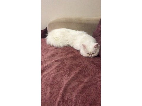 Safkan orjinal iran kedisi erkek beyaz