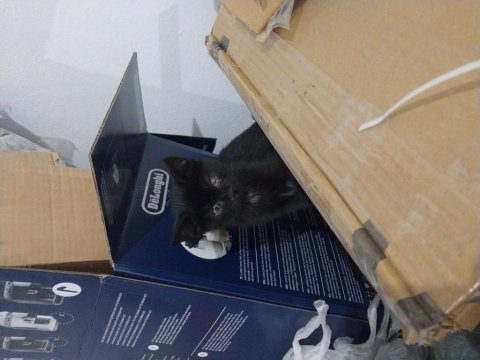 Küçük tekir miniklerimm