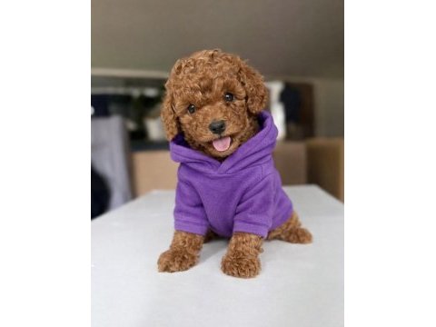 Micro teddy bear toy poodle