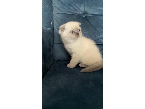 Şeker gibi top kafa scottish fold yavrumuz