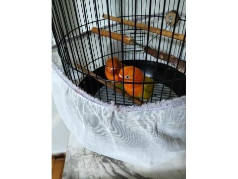 Cennet papağanı sevda papağanı 6 aylık