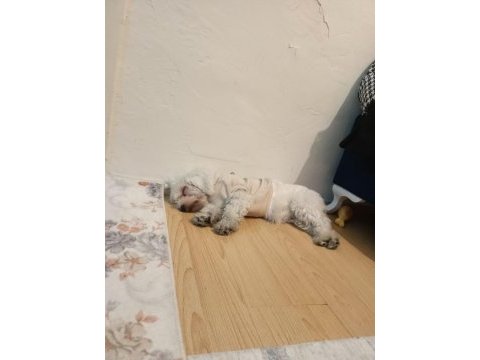 11 aylık köpeğimiz lucky