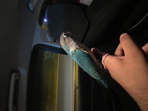 Full evcil el besleme konur papağanlar bilezikli