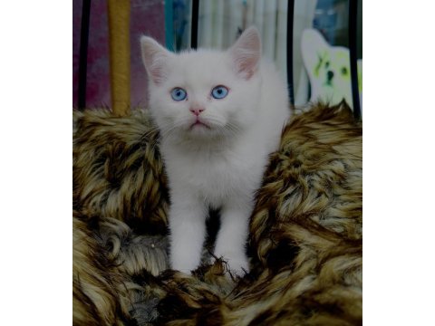 British shorthair yavru kedimiz
