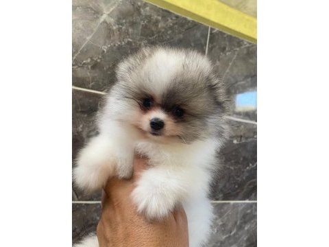 Teacup pomeranian