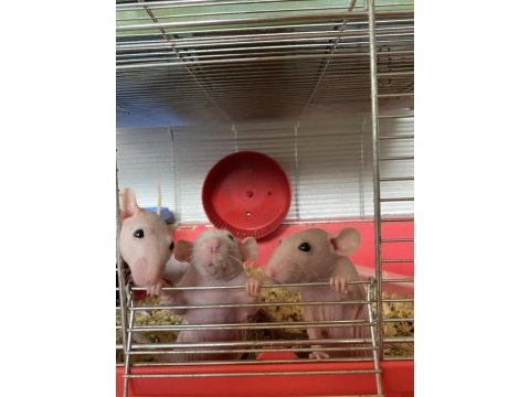 Naked rattus 2 dişi 2 bin son