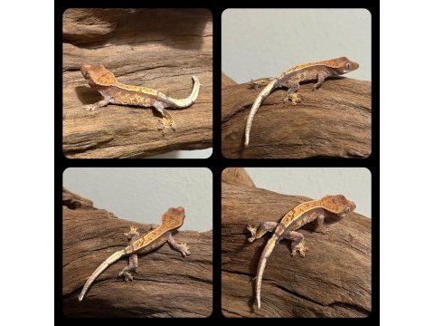Crested gecko yavrular