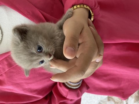 Kedimi sahiplendirmek istiyorum