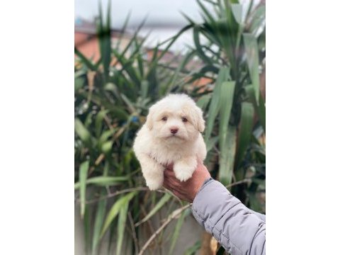 Maltipoo dişi ve erkek yavrularımız