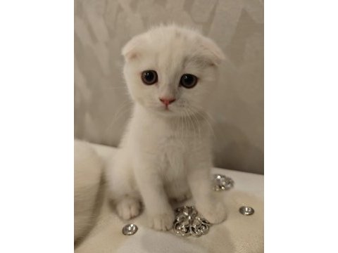 Güzel scottish fold oğlumuza güzel bir yuva