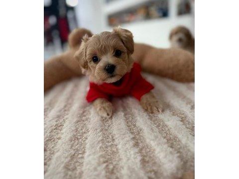 Aşılı pasaportlu mikroçipli maltipoo yavrularımız