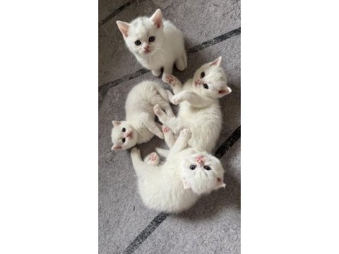 British longhair yeni yuvalarını arıyoruz yer ankara