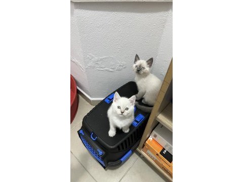 Sağlık garantili british shorthair yavruları