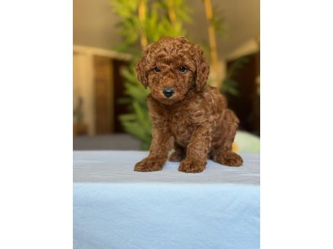 Show kalite toy poodle köpekler