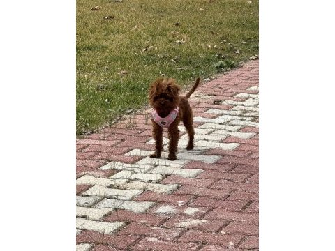 Poodle yavru dişi