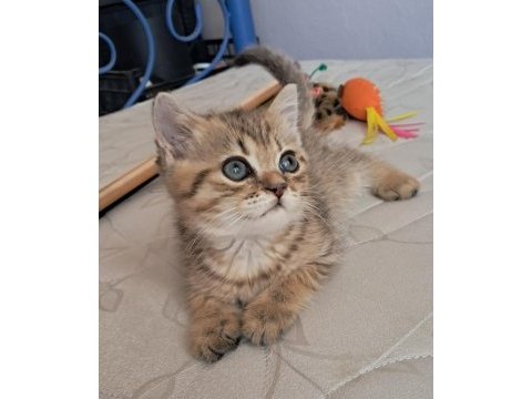 British shorthair black tabby