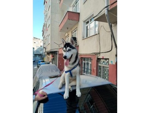 5 aylık husky köpeğimiz yeni ailesini bekliyor