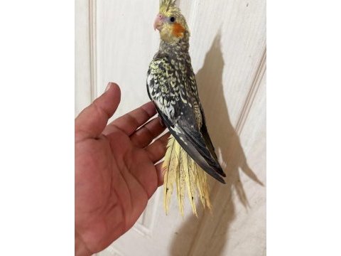 65 günlük full evcil kusursuz bebek sultan