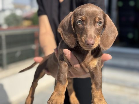 Petmode köpek çiftliğinden dachshund yavrumuz
