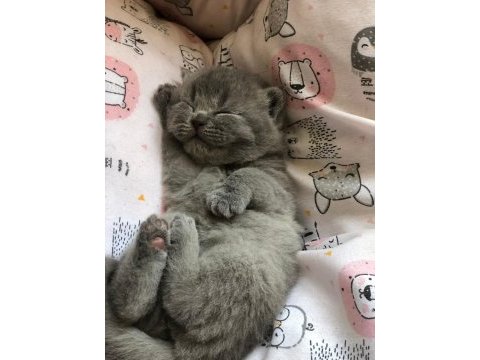 1 mayıs doğumlu scottish fold bebekler