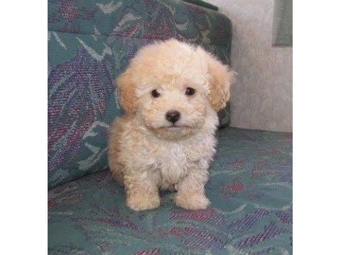 Mini mini güzel maltipoo bebekler