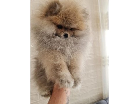 Pomeranian boo erkek ve dişi yavrularımız