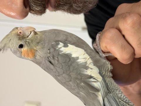 Yavru ele kola alışık sultan papağanı