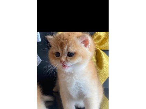 Show kalite safkan british shorthair yavrular