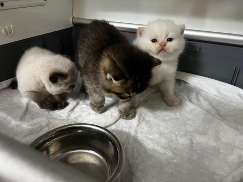 Rezerveye açık scottish fold yavrularımız