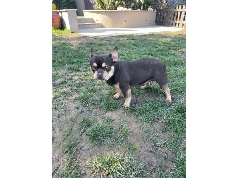 French bulldog coco tan